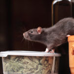 Крысы - преносчики опасных инфекционных заболеваний