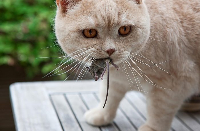 Кошка обязательно показывает хозяину пойманную мышь