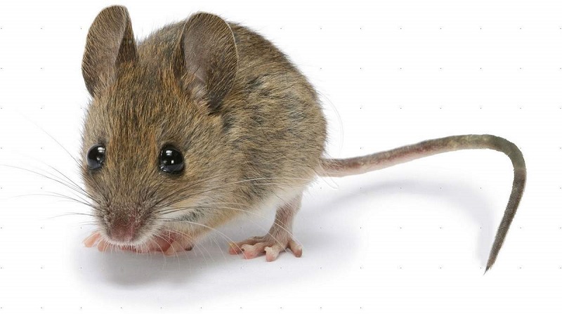 Мышь домовая - Mus Musculus