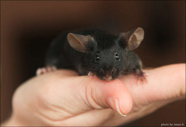 Декоративные мыши - один из примеров селекции животных по окрасу шерсти