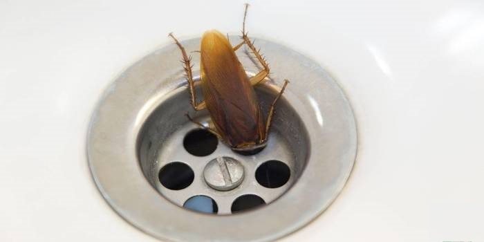 Тараканы не могут жить без воды