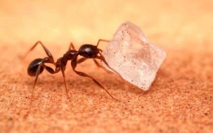 Как уничтожить муравьев