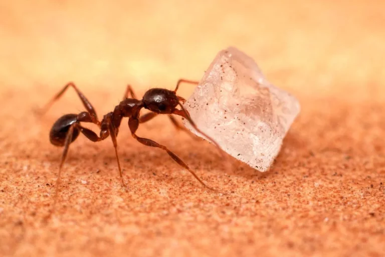 Как уничтожить муравьев